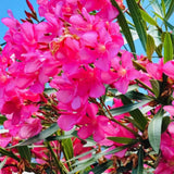 3 Live Pink Oleander Plants, 5-7 Inch Flowering Shrubs For Garden Beds