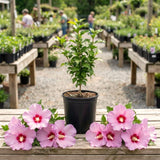 Potted Althea Flowering Shrub, Pink Rose Of Sharon Live Plant, 6-13 Inch
