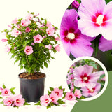 Pink Rose Of Sharon Live Plant, Garden Flowering Shrub, 6-13 Inches Tall