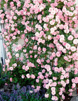 Live Pink Climbing Rose Bush Plant, Bare Root, 5-9 Inches Tall For Planting