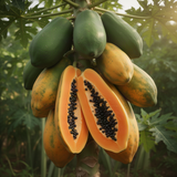 Papaya Live Fruit Tree, 5-10 Inches Tall In 4-Inch Pot, With Sweet Fruit