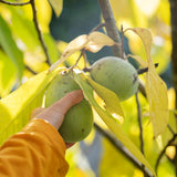 2 Live Pawpaw Trees, Bare Root Plants, 6-12 Inches Tall, Outdoor Growing