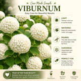 Live White Viburnum Shrub In 2.5 Inch Pot, Fast-Growing Outdoor Shrub Plant