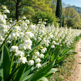 5 Lily Of The Valley Rhizomes, White Perennial Flowers For Garden Planting
