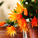 Live Orange Easter Cactus, 4-7 Inch Blooming Indoor Houseplant For Spring