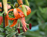 5 Orange Tiger Lily Flower Bulbs, Turks Cap Roots Ready For Garden Planting