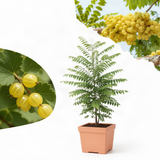 Live Star Gooseberry Plant, 2-3 Ft Tall Tropical Fruit Tree For Planting
