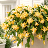 2 Yellow Christmas Cactus Live Plants, 4-8 Inch Holiday Houseplant Decor