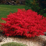 5 Live Bare Root Dwarf Burning Bush Plants, 6-12 Inch Tall Outdoor Shrubs