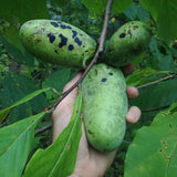 2 Pawpaw Live Plant Seedlings, 6 To 10 Inch Hardy Fruit Trees, Bare Root