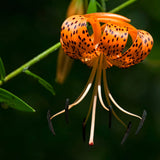 10 Tiger Lily Flower Bulbs, Turk's Cap Roots For Outdoor Growing, Orange
