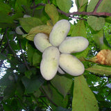 2 Live Pawpaw Trees, Bare Root Plants, 6-12 Inches Tall, Outdoor Growing