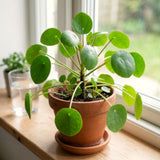 2 Live Pilea Peperomioides, 5-7 Inch Tall Money Houseplants For Indoors
