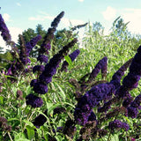 2 Dark Purple Butterfly Bush Plants, Perennial Shrubs, 4-7 Inches Tall