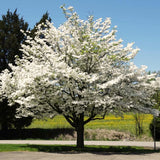 Live White Flowering Dogwood Tree, 6-12 Inches Tall In A Quart Pot, Outdoor