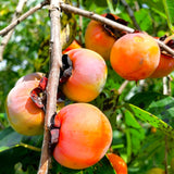 Live American Persimmon Tree, 1 Potted Seedling, 6-12 Inch Plant, Zones 4-9