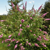 Pink Buddleia Butterfly Bush, 4 To 6 Inch Live Outdoor Starter Shrub Plant