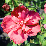 Live Red Rose Of Sharon Shrub, Potted Flowering Plant, 6-13 Inches Tall