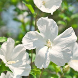 White Rose Of Sharon Live Shrub, 6-13 Inch Potted Garden Hibiscus Plant