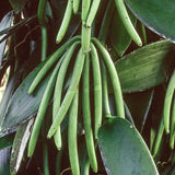Live Green Vanilla Orchid Bean Plant, 3-7 Inches Tall, Supplied Without Pot