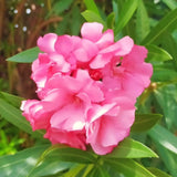 3 Live Pink Oleander Plants, 4-6 Inch Tall Flowering Shrubs For Zones 8-10