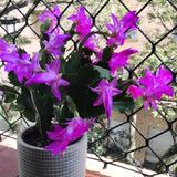 2 Live Purple Christmas Cactus Plants, 3-6 Inch Tall Indoor Houseplants