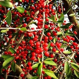 Live Yaupon Holly Shrub For Garden Landscapes, Hardy Plant, 4-6 Inches Tall