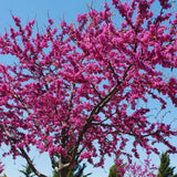 Cold Hardy Eastern Redbud Live Tree, Deciduous Spring Flowering Planting