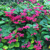 3 Live Mixed Bleeding Heart Plants, Ornamental Vines, 5-10 Inches Tall