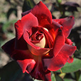 Dark Night Live Rose Plant, Fragrant Deep Red Blooms, 5-10 Inches Tall