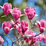 2 Live Jane Magnolia Flower Trees, 6-12 Inches Tall, 2.5-Inch Pot Size