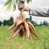 5 Cassava Yuca Cuttings, 5-7 Inch Stems For Outdoor Vegetable Garden Beds