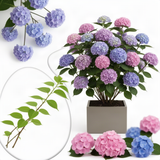 Live Hydrangea Flowering Shrub Plant, Deep Blue Purple, 5-9 Inches Tall