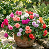 2 Live Double Impatiens Starter Plants, Assorted Colors, 3-5 Inches Tall