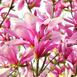 Ann Magnolia Live Tree Plant, Ornamental, 6-12 Inch Tall, 2.5 Inch Pot