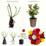 Live Reblooming Garden Rose Bush, Fragrant Flower Plant, Bare Root, 5-9 In