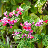 2 Live Bleeding Heart Vine Plants, Red Purple Blooms, Indoor Or Outdoor