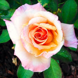 Live Sunset Rose Bush, Fragrant Flowers, 5-10 Inch Starter Plant, No Pot