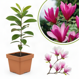 Ann Magnolia Live Plant, 6-12 Inch Flowering Tree For Outdoor Garden Areas