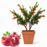 2 Live Pomegranate Fruit Trees, Well-Rooted Plants, 10 To 15 Inches Tall
