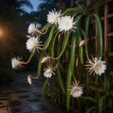 Live White Night-Blooming Orchid Cactus, 4-5 Inch Tall Plant In 4 Inch Pot
