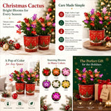 2 Live Christmas Cactus Plants, Multicolor Blooms, 4-8 Inch Houseplants