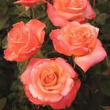 Live Coral Rose Bush, 5-10 Inch Heirloom Plant For Beds And Containers