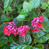 3 Red Purple Live Bleeding Heart Vine Plants, Flowering, 5-10 Inches Tall