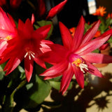 Live Red Easter Cactus Plant, 4-7 Inches, Indoor Spring Bloomer Display