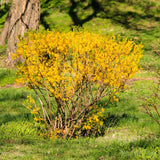 2 Live Forsythia Shrubs, 6-10 Inches Tall, Yellow Flowers, 4-Inch Pots