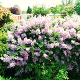 Purple Kim Lilac Live Shrub, 1 Year Old, 6-12 Inches Tall In Quart Pot