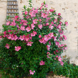 Live Pink Hibiscus Syriacus, 6-12 Inch Althea Rose Of Sharon Shrub Plant