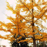 Live Ginkgo Tree, 6-12 Inch Hardy Ornamental Plant For Garden Or Patio Use