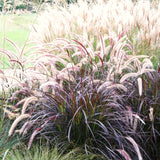 2 Live Red Purple Fountain Grass Plants, 5-9 Inch Garden Border Starters